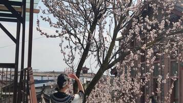 A person standing in front of a cherry blossom tree.