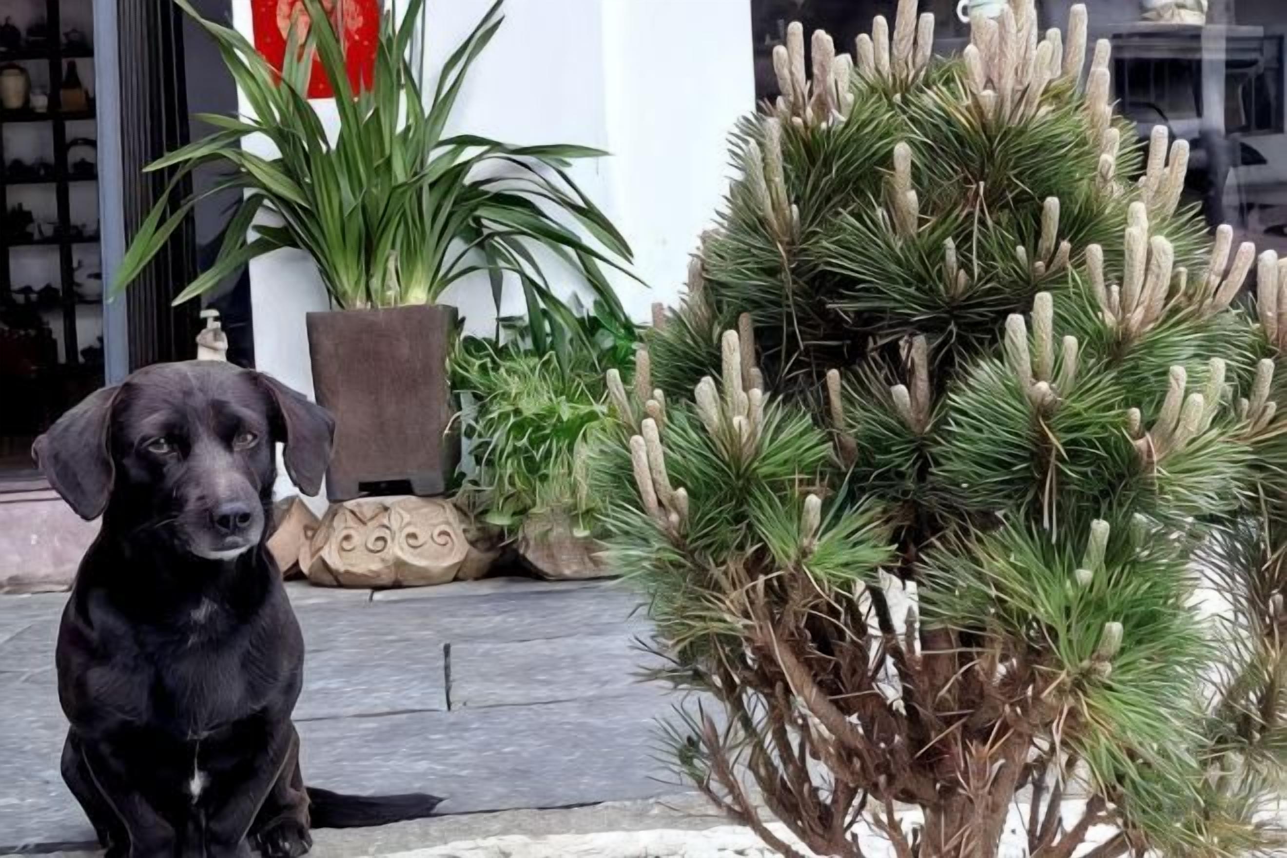 Um cão preto sentado numa calçada ao lado de um edifício com plantas em vasos e um cacto.