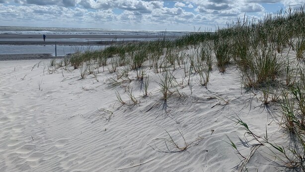 Een strand met zandduinen en gras.