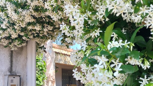 A covered outdoor seating area with a table and chairs, surrounded by lush greenery and white flowers. - Portion of a villa within walking distance of Mondello. (Palermo)