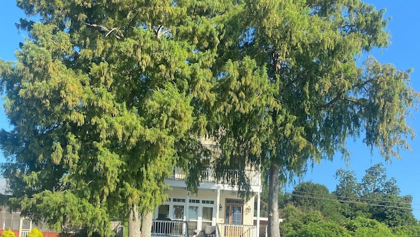 Un edificio con un gran árbol en primer plano, un muelle y un cielo azul despejado.