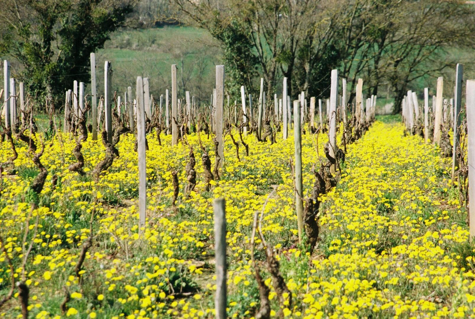 Ein Weinberg mit Reihen von Reben und gelben Blüten.