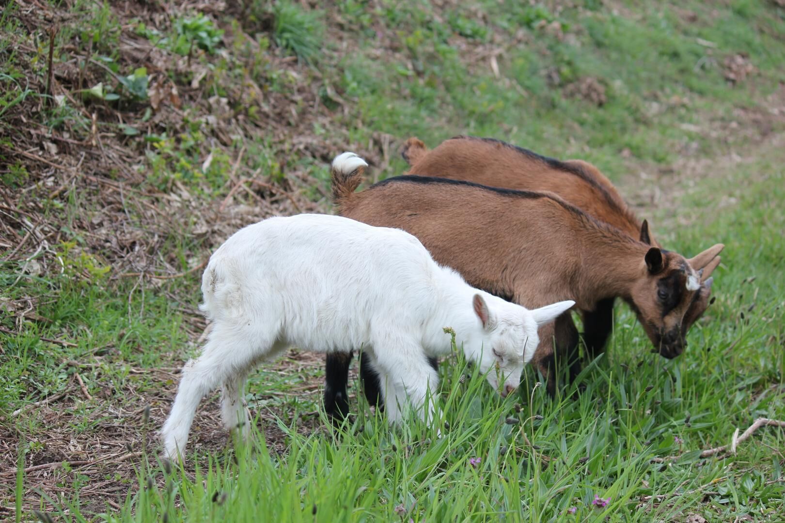 Een witbruine herts graast in een grasveld.