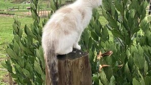 A cat sitting on a wooden post with a view of a green landscape and trees in the background.