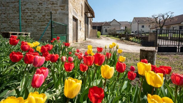 A stone building with a staircase leading to a door, surrounded by a garden of red and yellow tulips. - Le Chevalier - Saint-sernin-du-plain (SAINT-SERNIN-DU-PLAIN)
