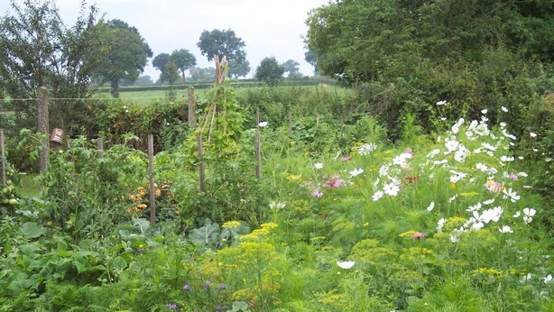 Un jardin avec différentes plantes et fleurs, une clôture en bois et des arbres en arrière-plan.