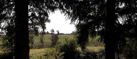 Un espace extérieur paisible, aménagé avec deux chaises blanches sous de grands arbres, entouré d’une végétation luxuriante et offrant une vue sur un champ lointain.