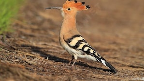 Een vogel met een opvallend kroontje en kleurrijk verenpatroon, staande op de grond.