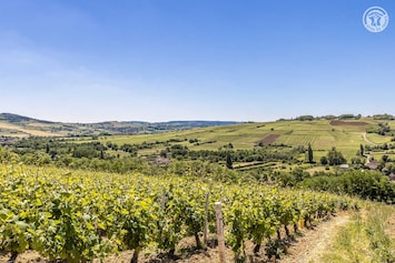 Vue des vignobles alentours.
