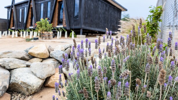 A modern building with a dark facade and large windows, surrounded by a stone wall and lavender plants.