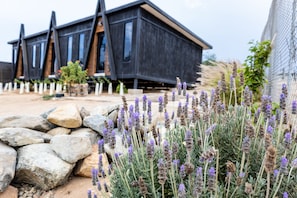 A modern building with a dark facade, a stone pathway, and lavender plants in the foreground. - Finca Cazosa (Valle de Guadalupe)