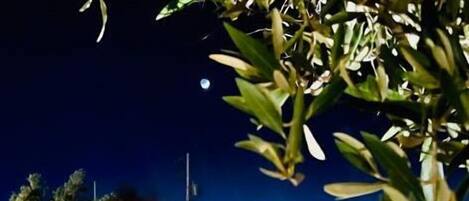 Un área de estar al aire libre con toldo, luces colgantes y un banco de madera rústica.