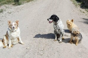 Animaux de compagnie acceptés