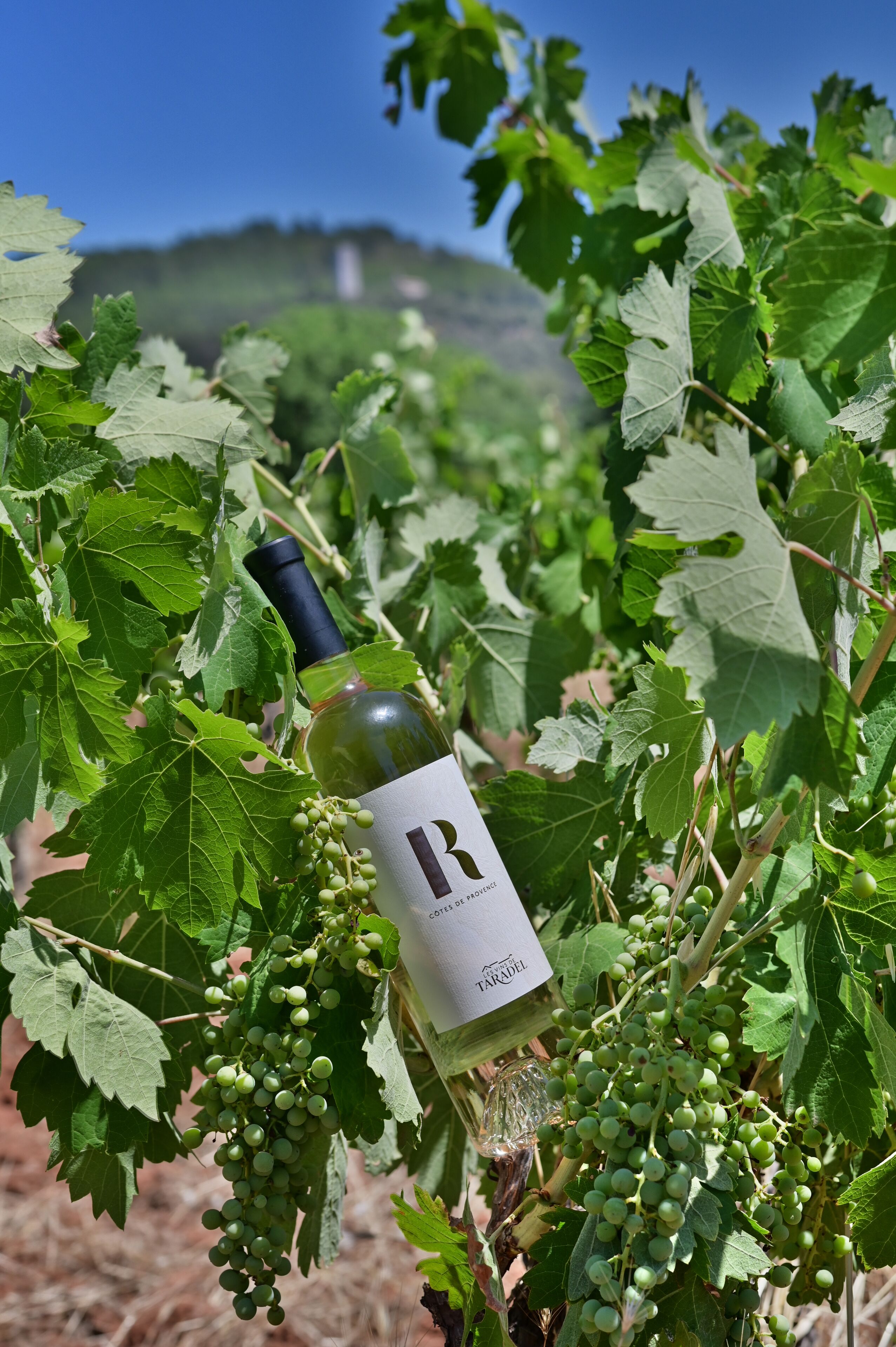 Eine Weinflasche mit Etikett in einem Weinberg.