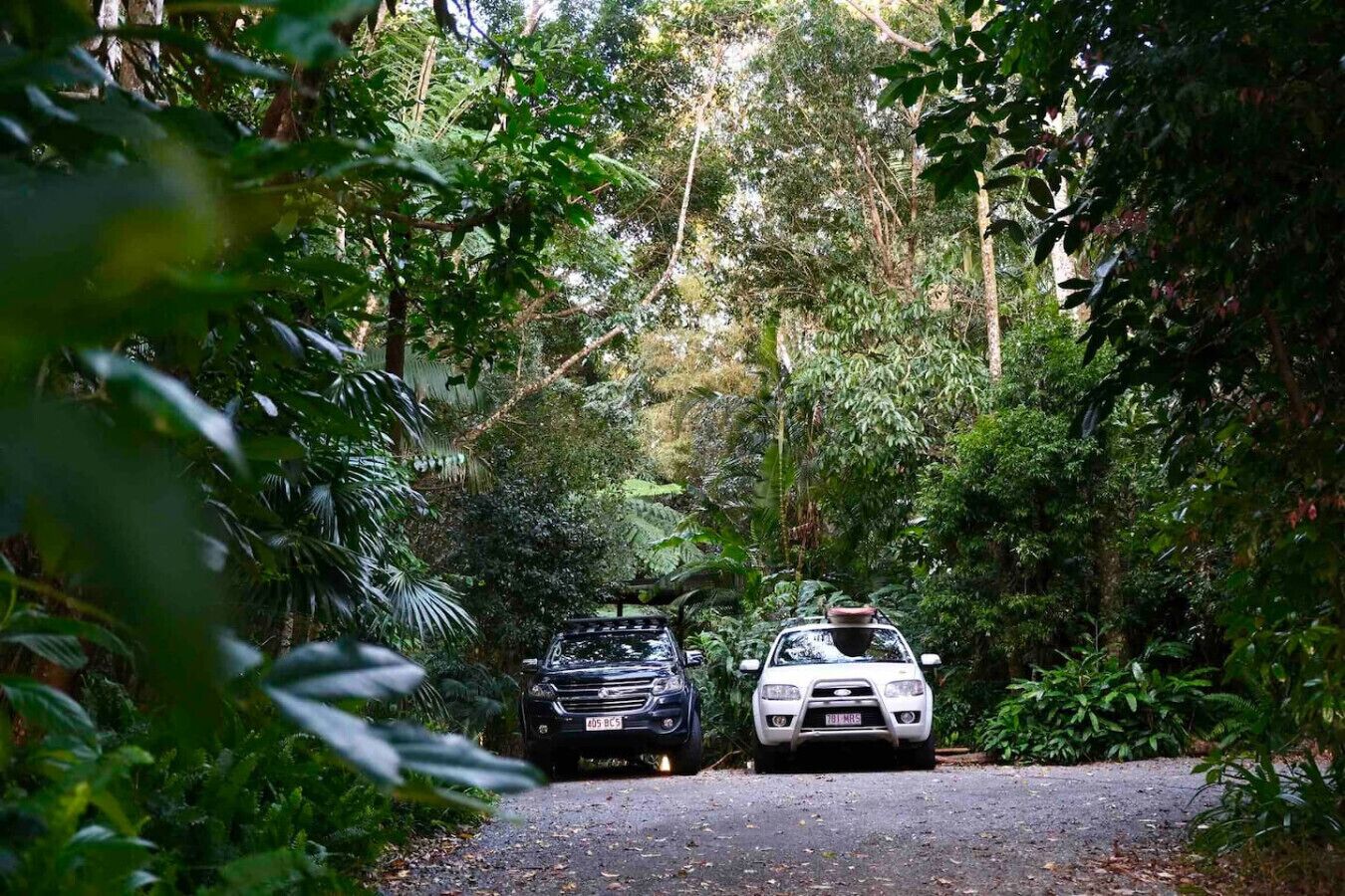 Dos coches estacionados en una carretera estrecha rodeada de vegetación densa.