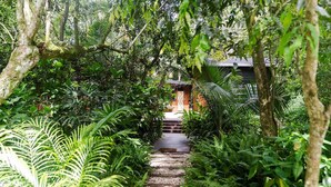 A pathway leading to a building surrounded by dense tropical foliage. - Ananda Eco House - Rainforest Retreat (Montville)