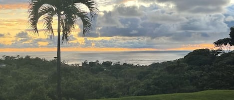 A view of a grassy area with a palm tree and dense foliage, overlooking a body of water under a cloudy sky.