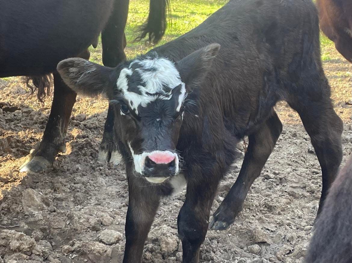 A calf standing on a dirt ground with other cows in the background.