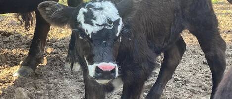 A calf standing on a dirt ground with other cows in the background.