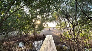 A wooden pathway leading through a mangrove forest with a clear view of the sky.