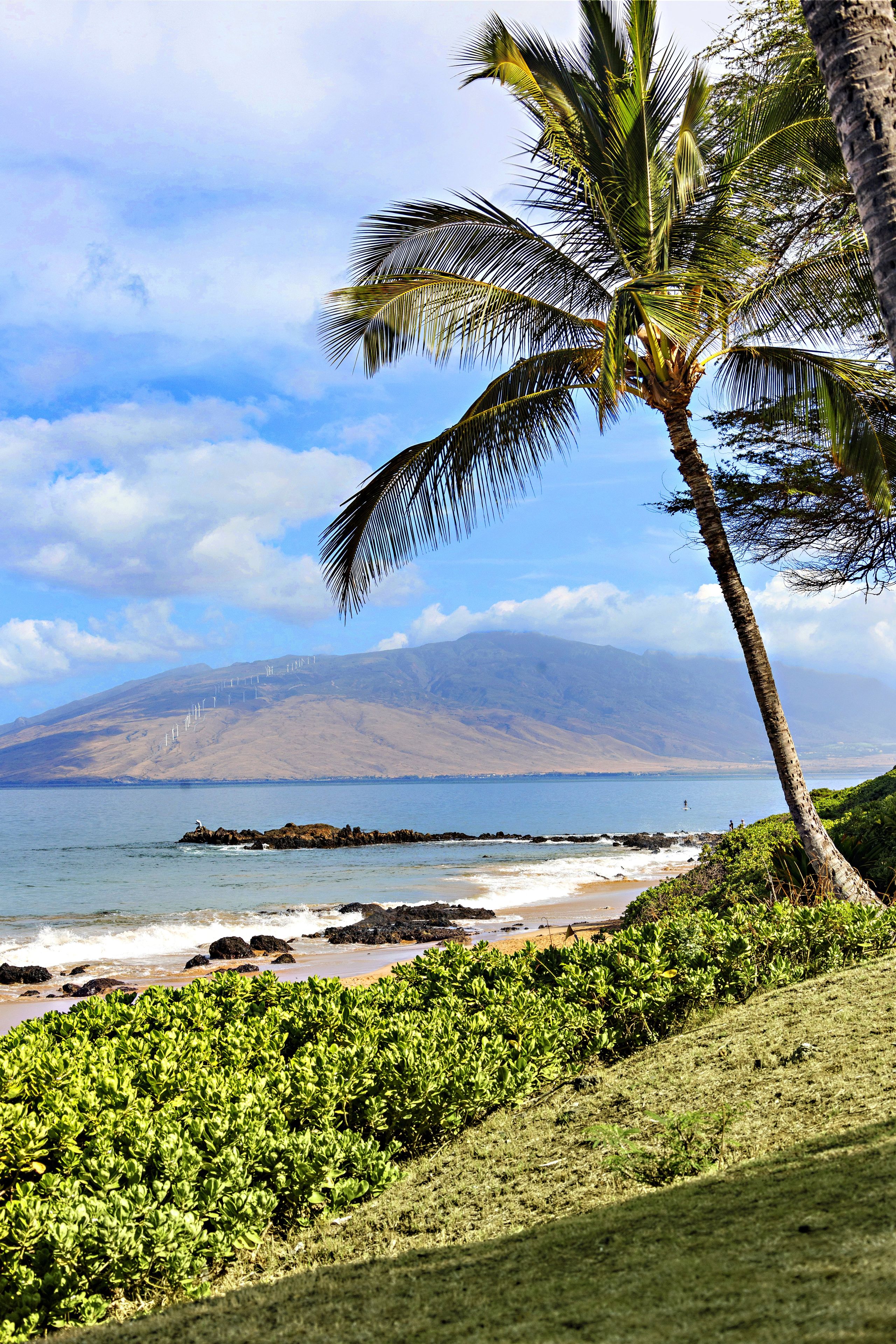 A coastal landscape with a palm tree, beach, rocky shoreline, and distant mountains.
