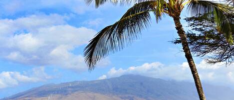 A coastal landscape with a palm tree, beach, rocky shoreline, and distant mountains.