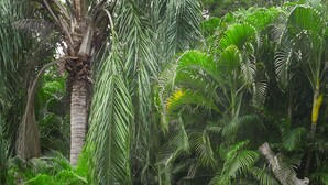 A garden with various plants, rocks, and a palm tree.