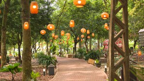 Un sentier bordé d’arbres et illuminé de lanternes suspendues.