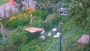 Un jardín con un banco de madera, una cerca de metal y diversas plantas y flores.