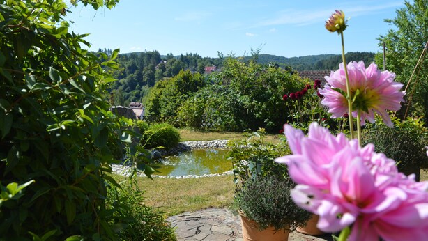 Un jardín con un estanque, diversas plantas y una flor rosa en primer plano.