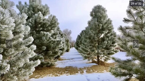 A snow-covered path flanked by evergreen trees. - Charming Country Victorian Farm House (Barton)