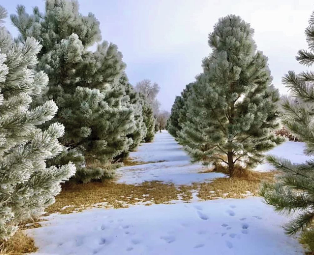 Een pad bedekt met sneeuw, begrensd door altijdgroene bomen.