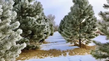 A snow-covered path flanked by evergreen trees.