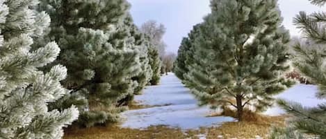 Een pad bedekt met sneeuw, begrensd door altijdgroene bomen.