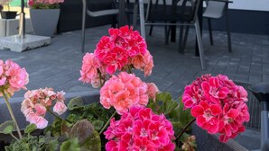 A patio area with outdoor seating, a table, chairs, and a potted plant with pink flowers. - Vacation apartment Winterscheid - Barrier-free in the countryside - near Cologne/Bonn (Ruppichteroth)