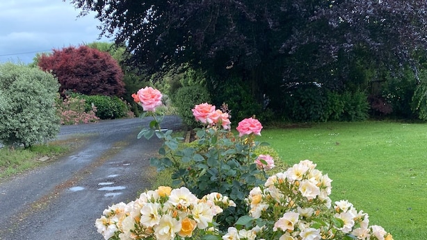 Un jardín con diversas rosas y un farol.