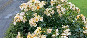 King size bedroom with ensuite and separate entrance, covered off street parking