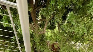 Una escalera de caracol con barandillas de metal, rodeada de abundante follaje verde.