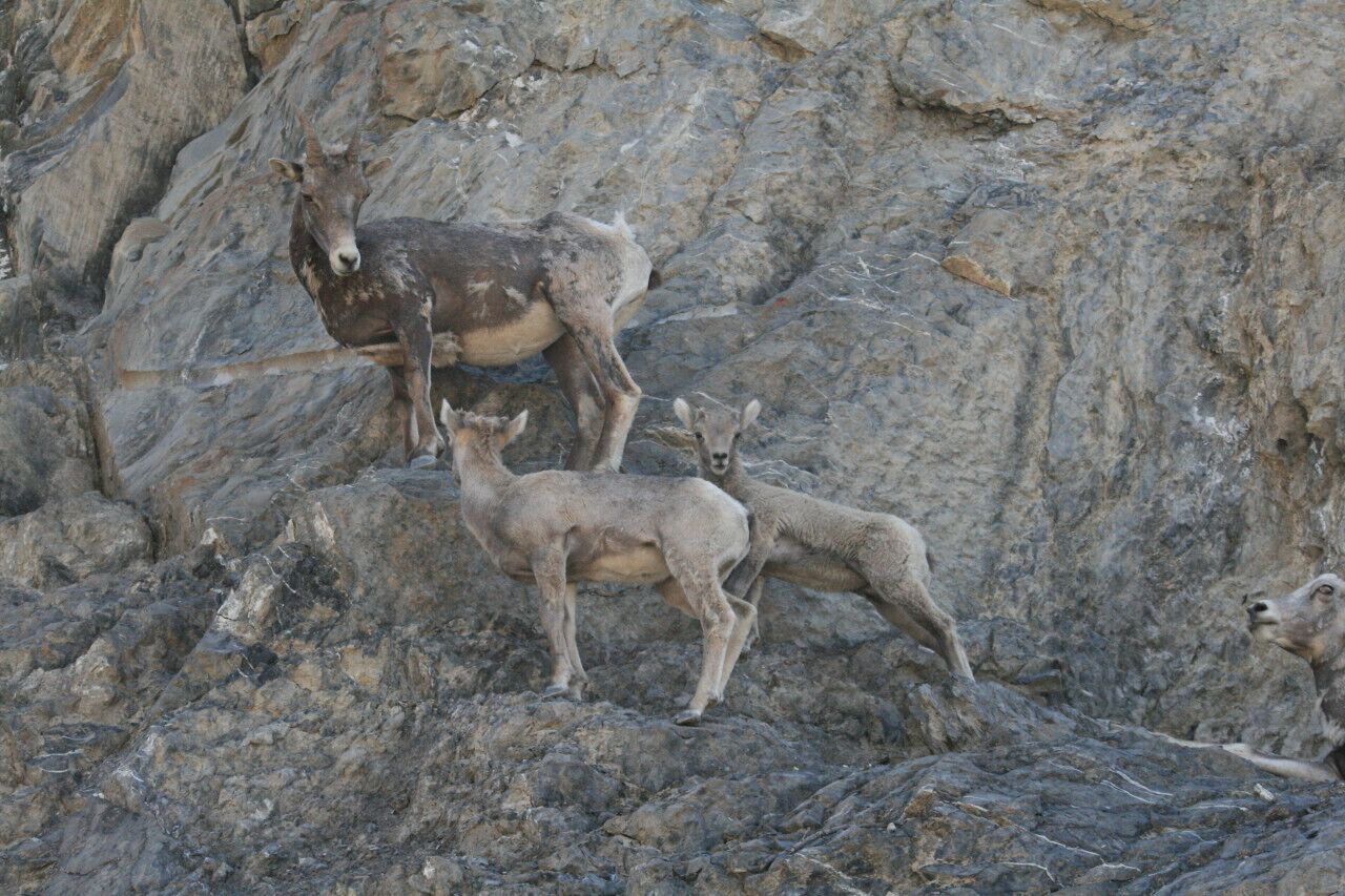 A rocky terrain with three goats.