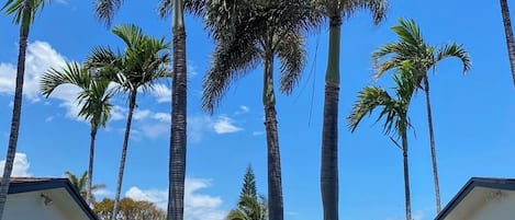 A row of tall palm trees under a clear blue sky, with a white building and a parked white vehicle in the foreground.