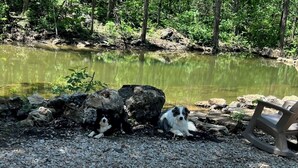 Two dogs resting near a pond with rocks and a plastic chair. - Deadwood acres cabin #3 (Eminence)