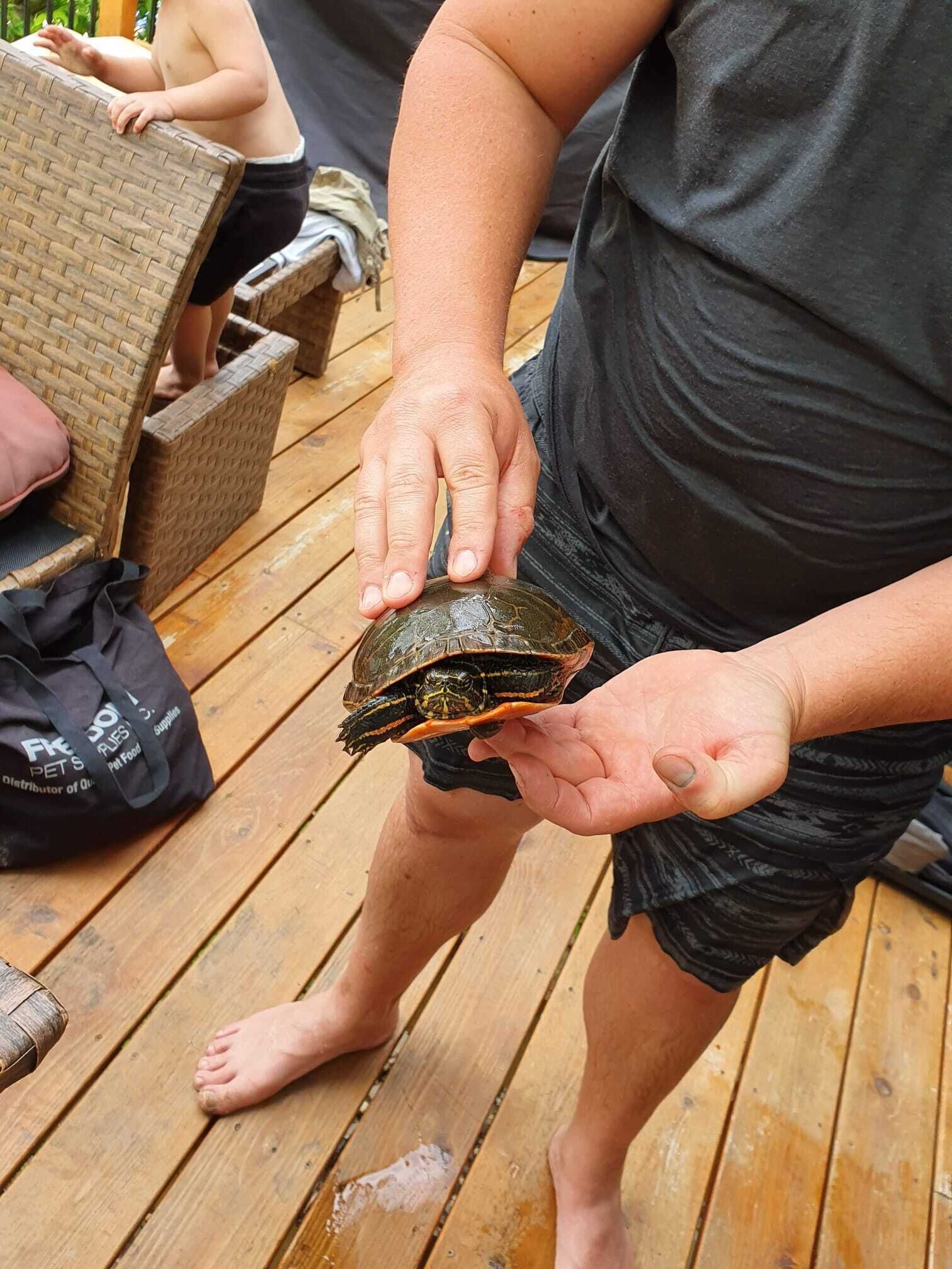 Une personne tenant une tortue sur une terrasse en bois.
