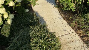 A concrete pathway flanked by lush greenery and white flowers, leading to a wooden structure. - Inviting farmhouse with private pool (Oxford)