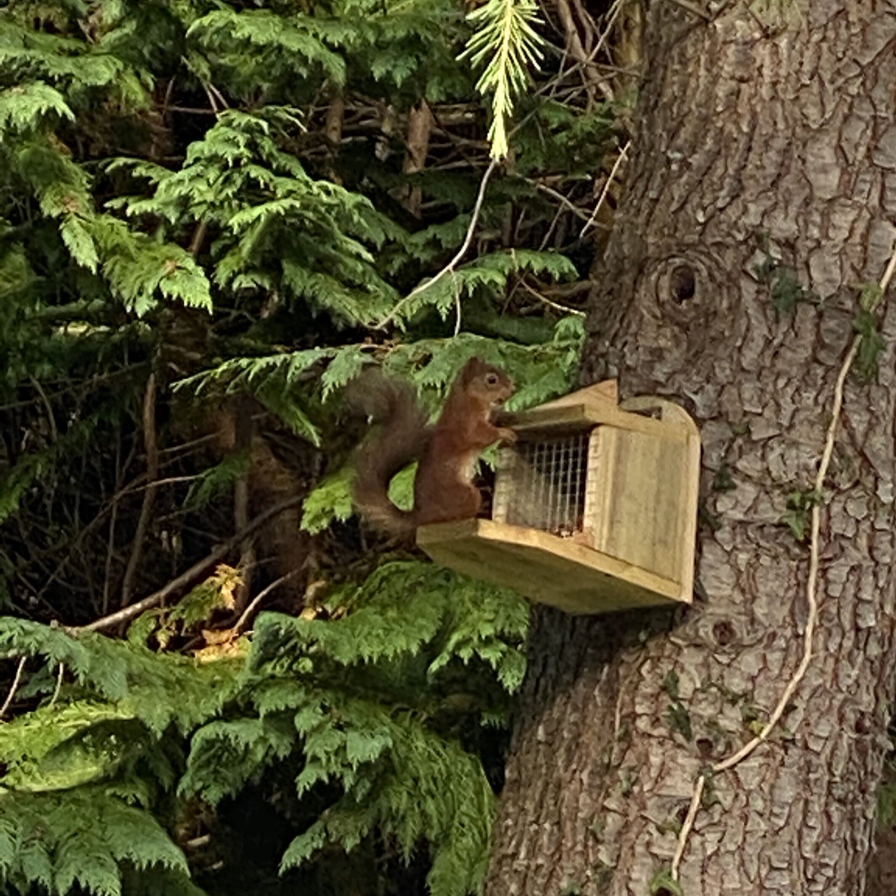 Un écureuil sur une mangeoire en bois fixée à un arbre.