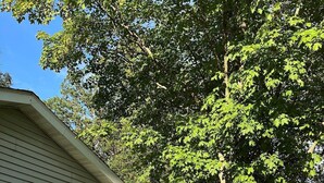 A house with a large tree in front, a grassy yard, and a body of water in the background. - Experience Pokegama charm in our cozy 3 bedroom cabin. (Grasston)