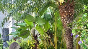Ein Garten mit einer Palme, großen Felsen und verschiedenen tropischen Pflanzen.