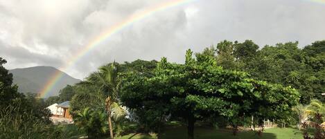 Un jardín exuberante con un gran árbol, un césped y una montaña al fondo.