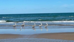 Ein Strand mit mehreren Pelikanen, die am Ufer entlanggehen.