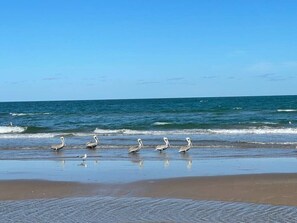 Beach nearby - Seagull`s Beachfront Retreat Near Island Bike Path (South Padre Island)