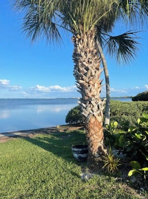 A palm tree by a calm body of water with a clear sky.